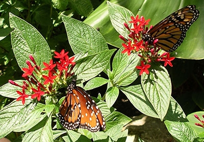 Butterflies and pentas