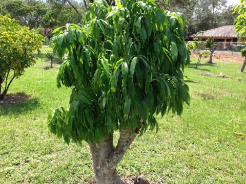 Mango resprout tree